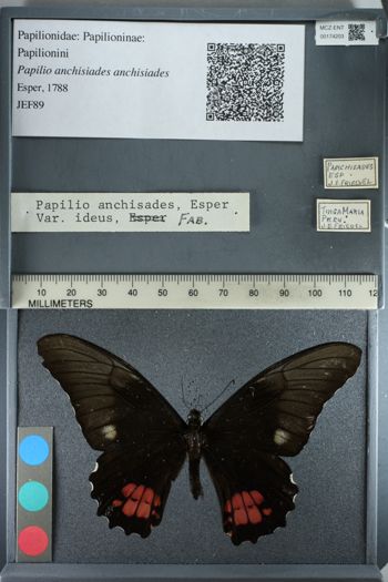 Media type: image;   Entomology 174203